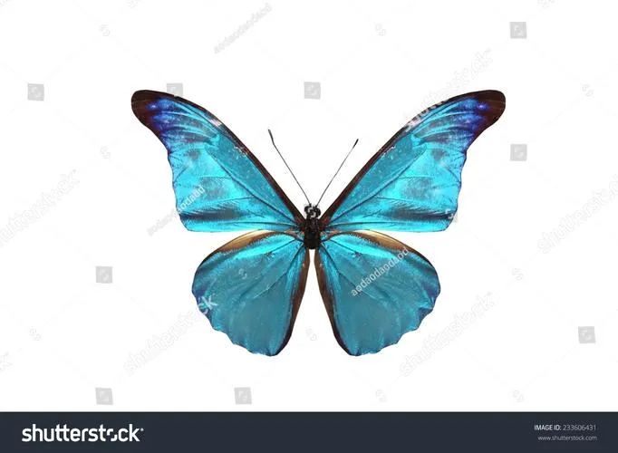 Butterfly Seeker PC平台 gal类型