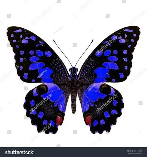 Butterfly Seeker PC平台 gal类型