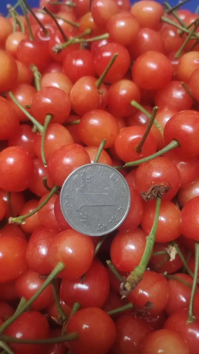 《Cherry VX（私人定制发泄玩偶）》官方完整版