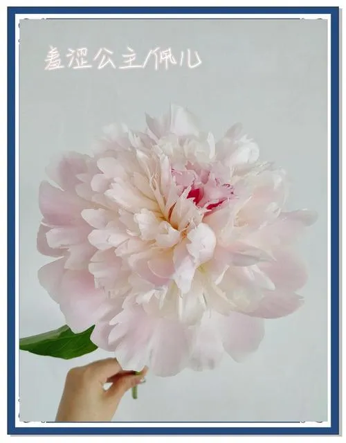 《公主之花：绽放》官方中文版