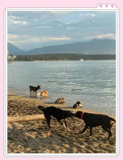 《夏日炎炎(Dog Days of Summer)》v0.3.1b 汉化中文版
