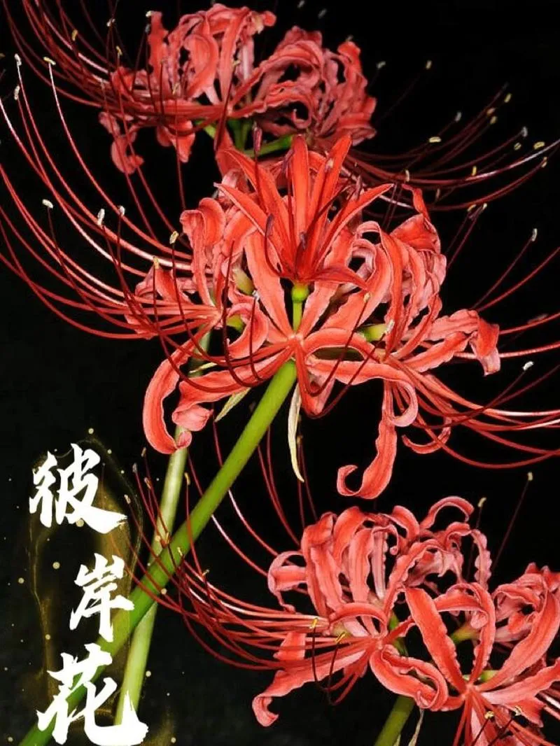 《彼岸花(Lycoris Radiata)》Ch.7 官方中文版