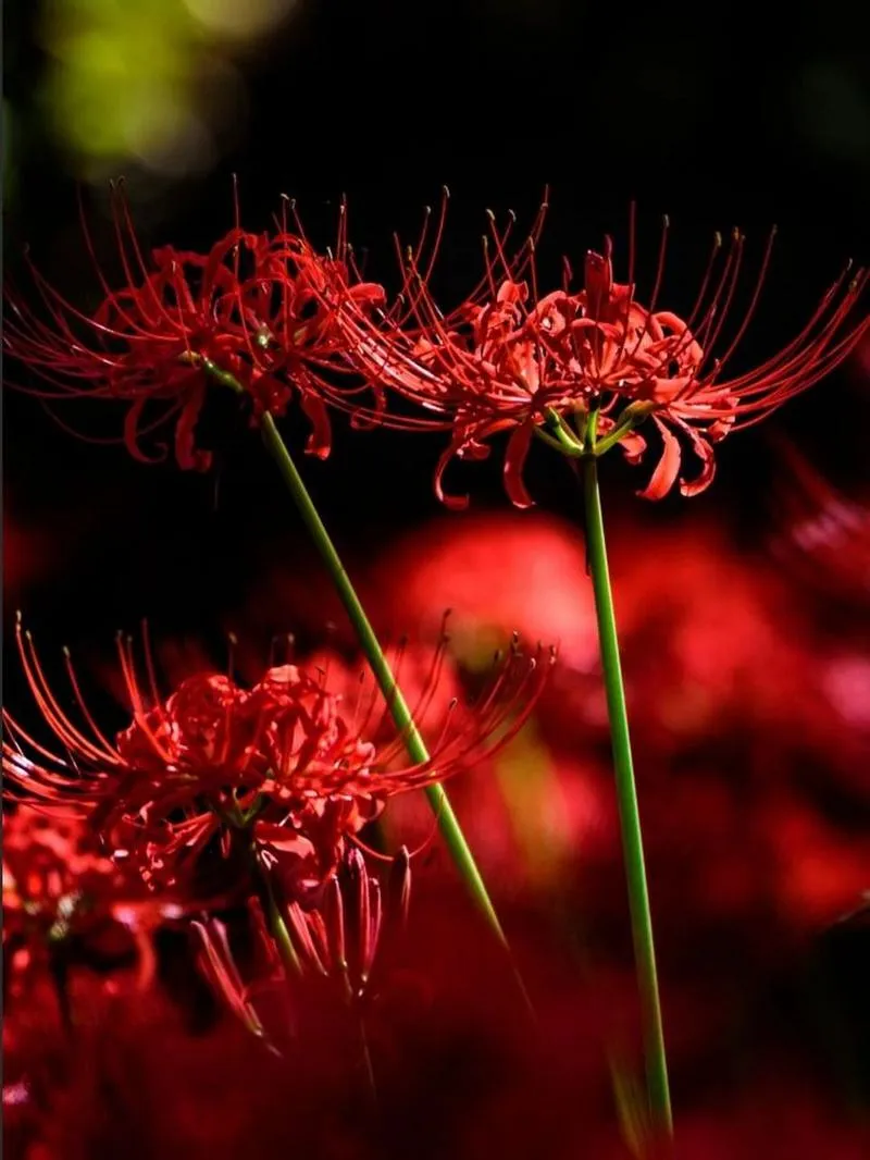 《彼岸花(Lycoris Radiata)》Ch.7 官方中文版