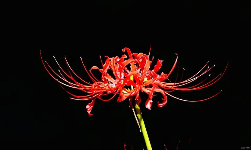 《彼岸花(Lycoris Radiata)》Ch.7 官方中文版
