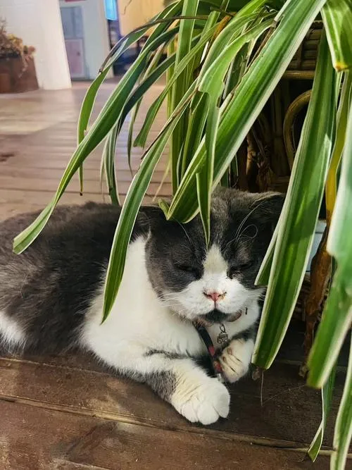 《戴绿帽子的猫～成为女仆的猫还以非常S情的恩惠～》 汉化中文版