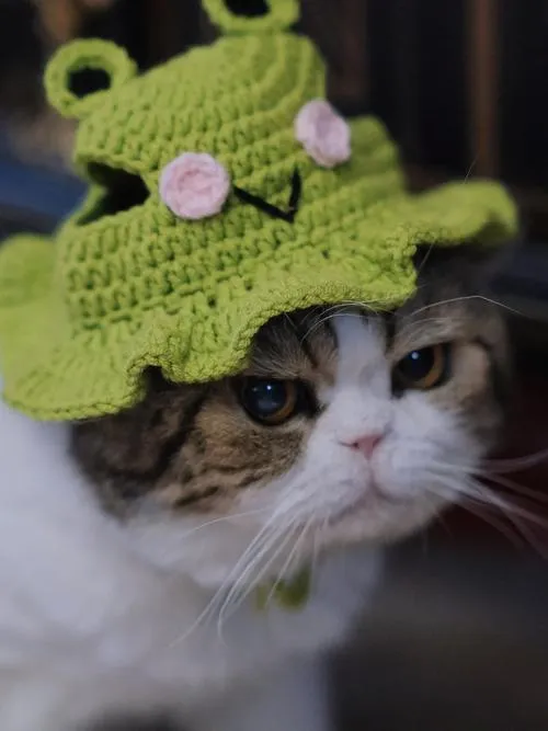 《戴绿帽子的猫～成为女仆的猫还以非常S情的恩惠～》 汉化中文版