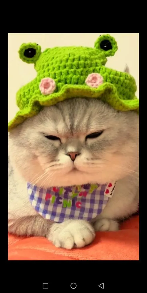 《戴绿帽子的猫～成为女仆的猫还以非常S情的恩惠～》 汉化中文版