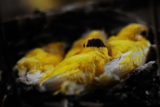 《摇篮里的金丝雀(Pieces Canary)》汉化中文版