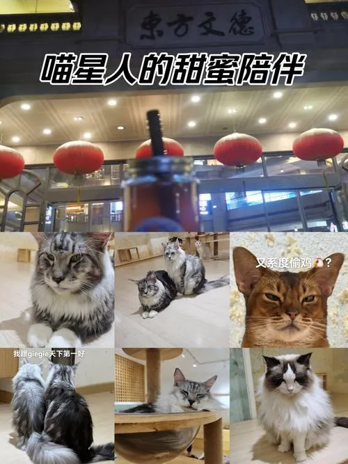 《时光猫(时间猫)(时空里的猫)》Build.10201053 官方简体中文版
