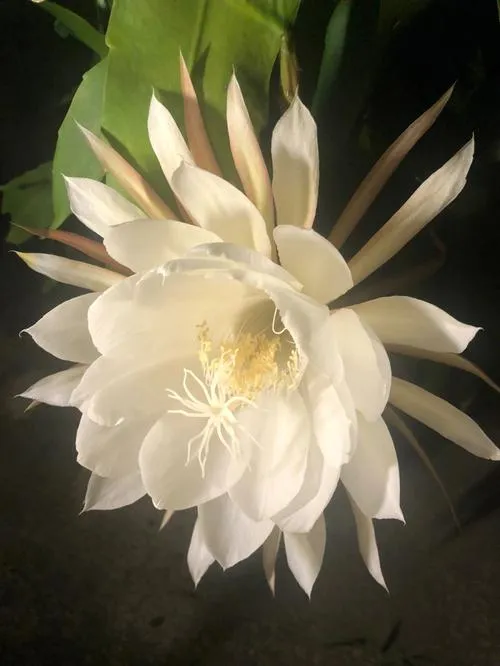 《昙花》完整版 官方简体中文版