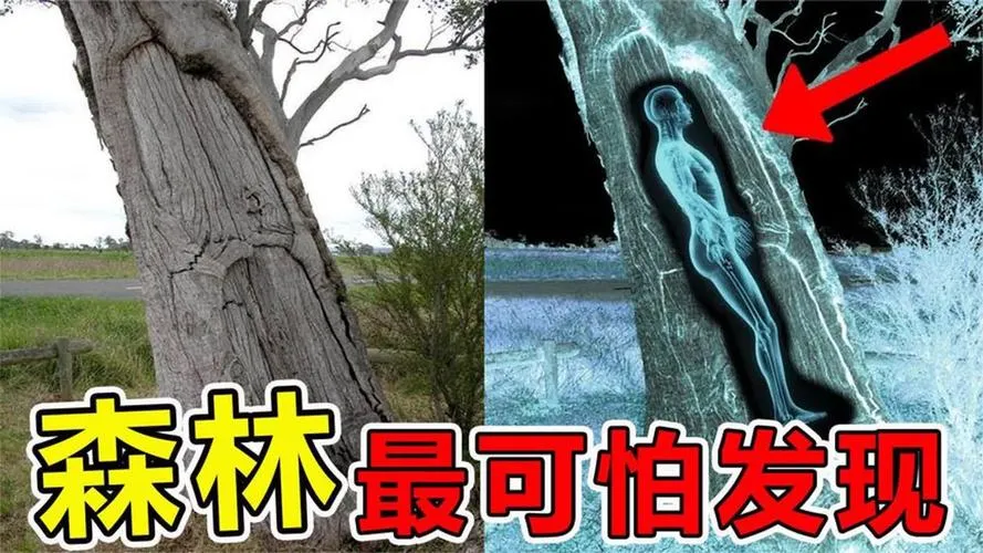 《森林内的恐怖》v1.0.0 官方简体中文版