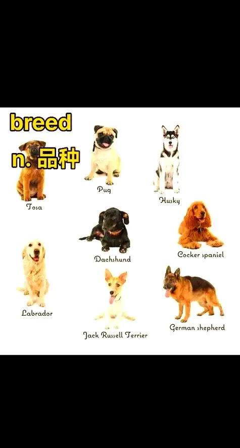《繁殖(Breed)》v0.2 汉化中文版