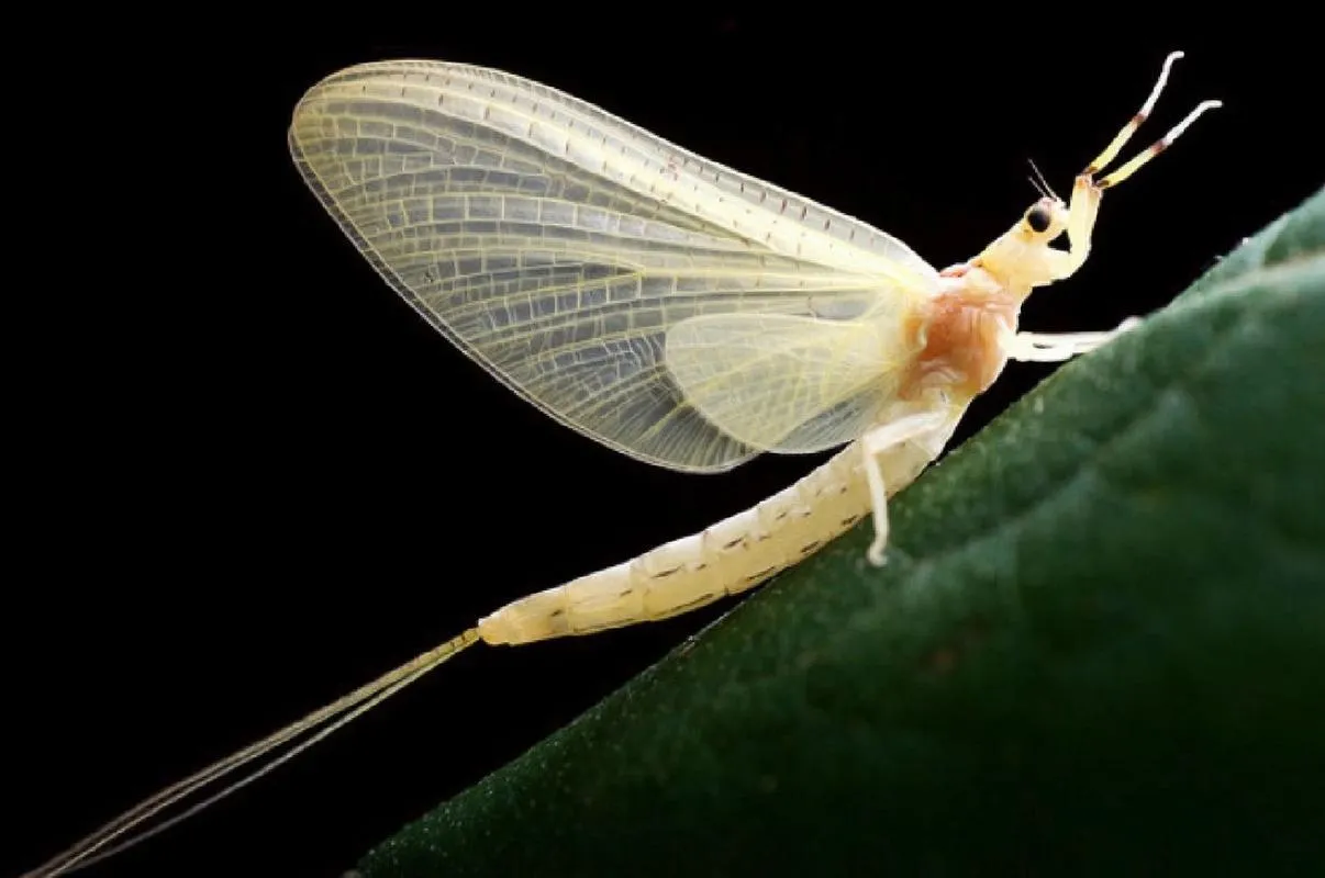 《蜉蝣(MayFly)》官方中文版