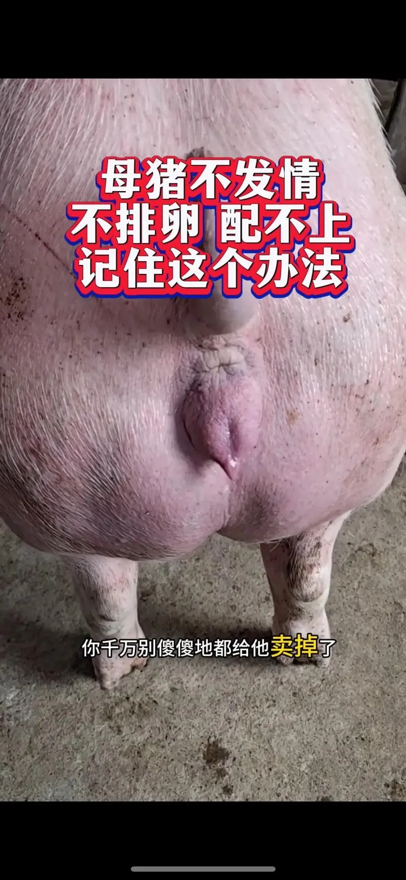 《让小母猪理解的催眠术师~直到制作小母猪图鉴为止》 V1.0 汉化中文版