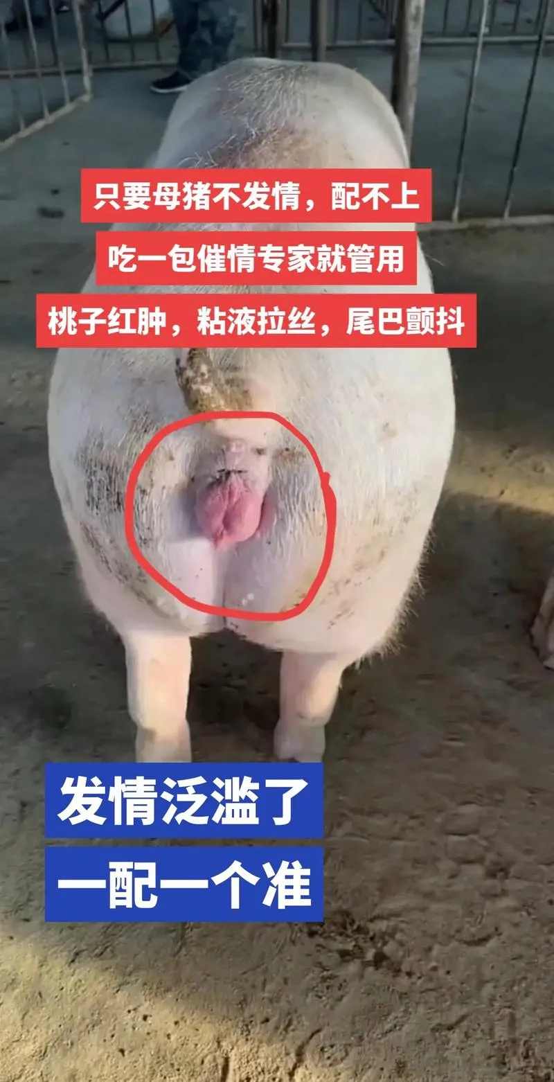 《让小母猪理解的催眠术师~直到制作小母猪图鉴为止》 V1.0 汉化中文版
