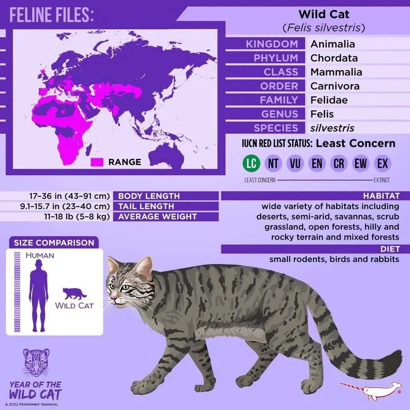 《野猫(Wild Cats)》v0.1 汉化中文版