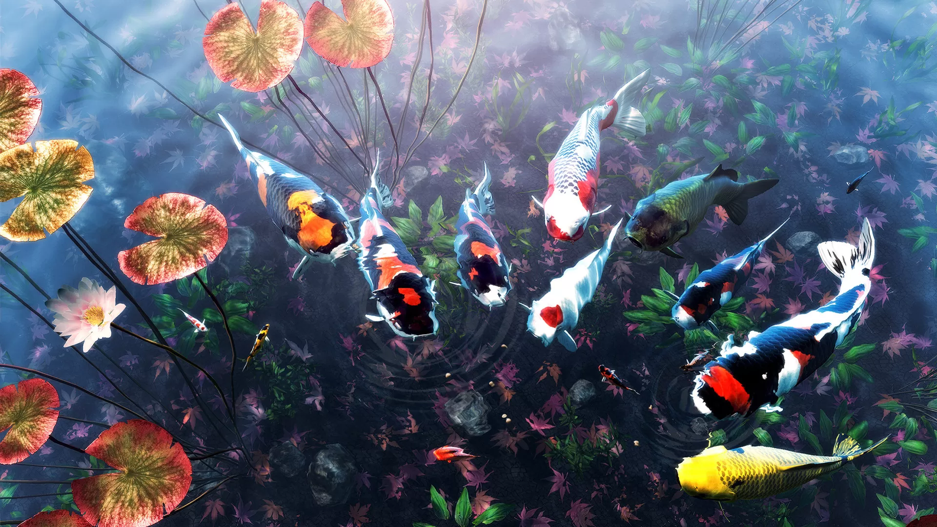 我的锦鲤／My Koi