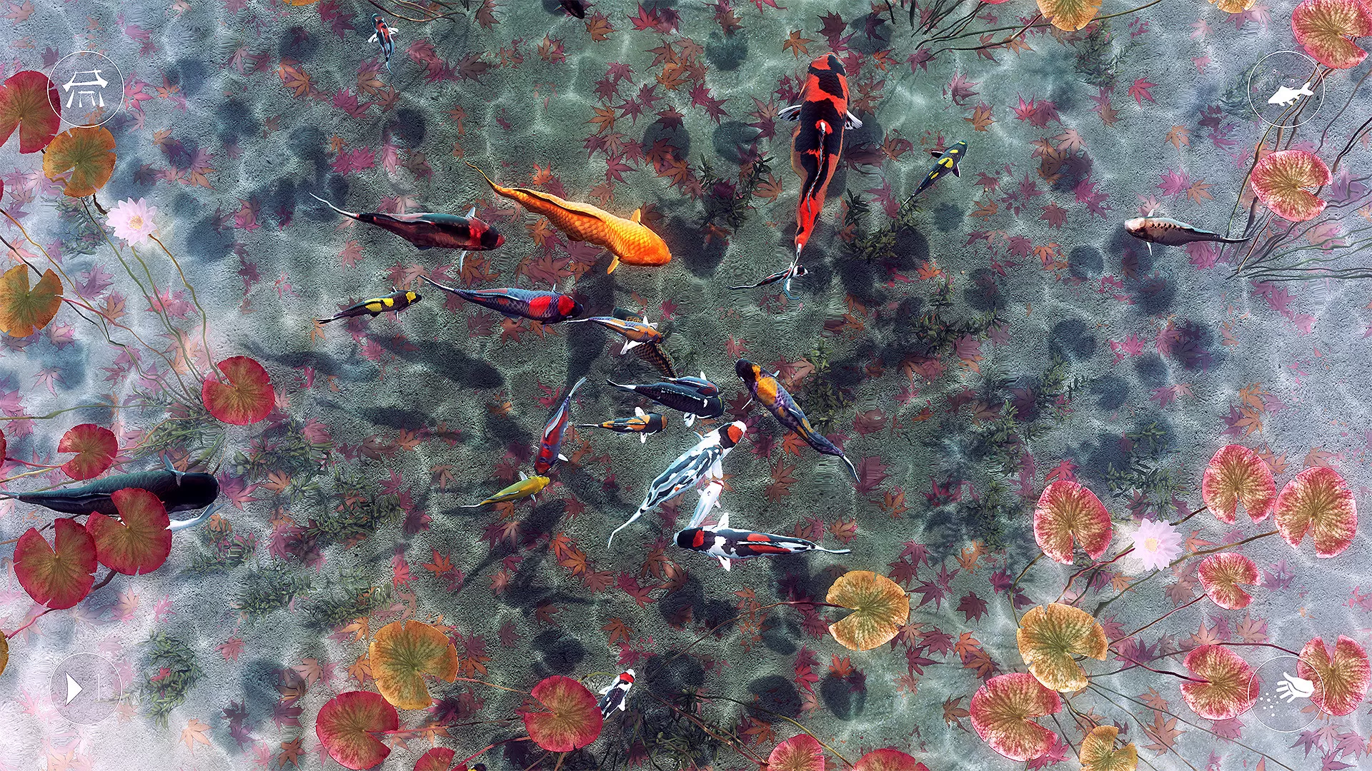 我的锦鲤／My Koi